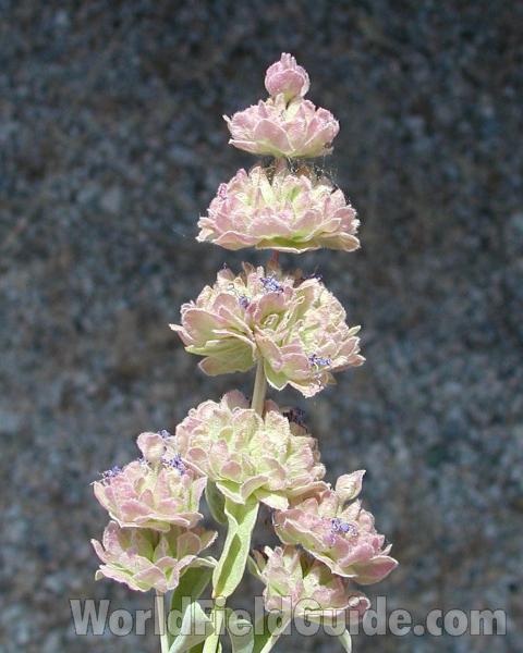 Top Of Plant<br>(Location of Picture: Coulee Dam, Washington, USA)