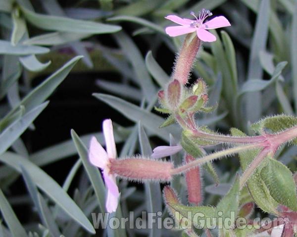 Top Of Plant<br>(Location of Picture: Manito Garden, Washington, USA)
