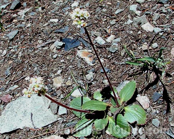Habitat<br>(Location of Picture: Cascade Mountains, Washington, USA)