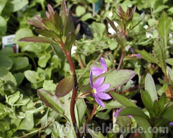Top Of Plant<br>(Location of Picture: Manito Garden, Washington, USA)