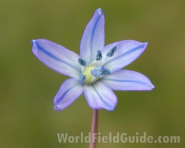 Flower<br>(Location of Picture: Okanogan, Washington, USA)
