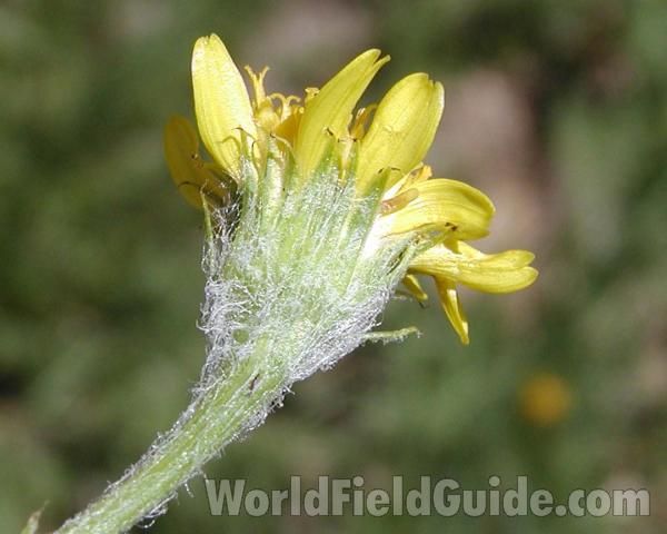 Flower - Back View<br>(Location of Picture: Hurley Peak, Washington, USA)