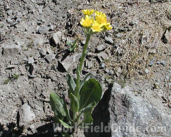Silhouette<br>(Location of Picture: Hurley Peak, Washington, USA)
