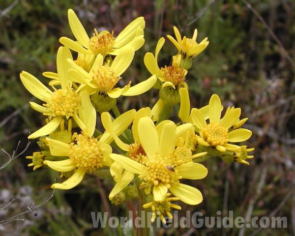 Flowers<br>(Location of Picture: Okanogan, Washington, USA)