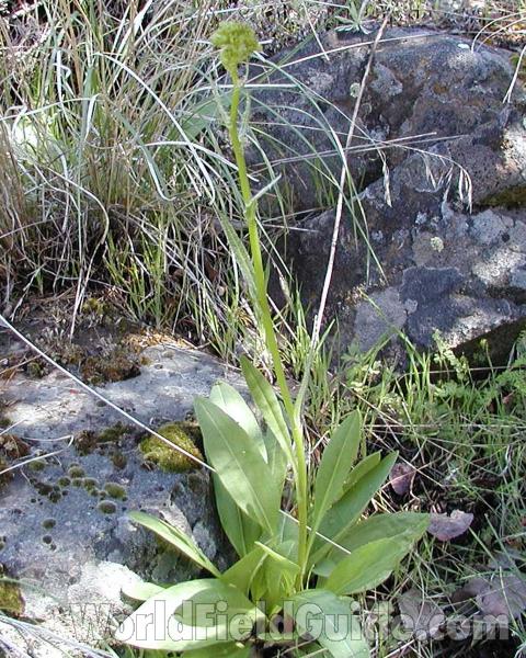 Habitat<br>(Location of Picture: Okanogan, Washington, USA)