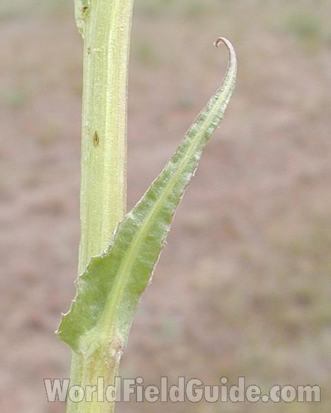 Stem and Leaf<br>(Location of Picture: Okanogan, Washington, USA)