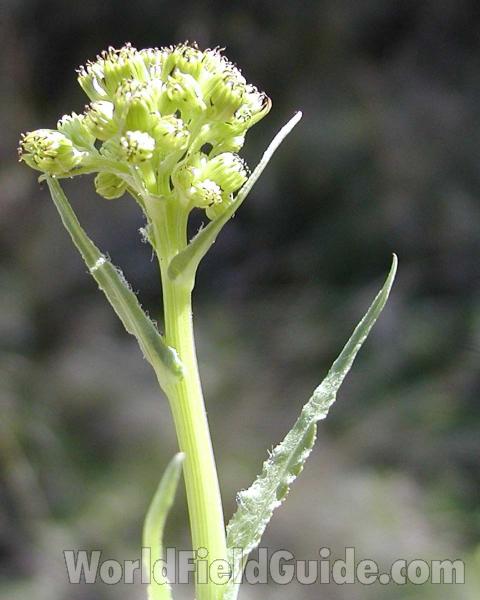 Flower Head - Pre Bloom<br>(Location of Picture: Okanogan, Washington, USA)