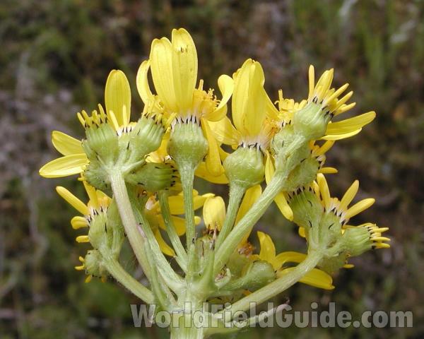 Flowers - Back View<br>(Location of Picture: Okanogan, Washington, USA)