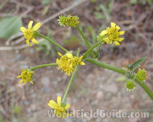 Flowers<br>(Location of Picture: Okanogan, Washington, USA)