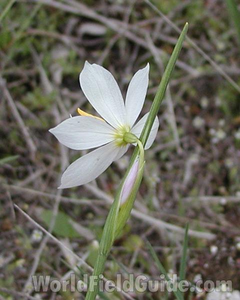Flower - Back View<br>(Location of Picture: Spokane, Washington, USA)