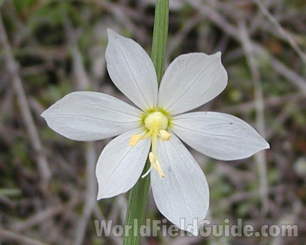 Flower<br>(Location of Picture: Spokane, Washington, USA)