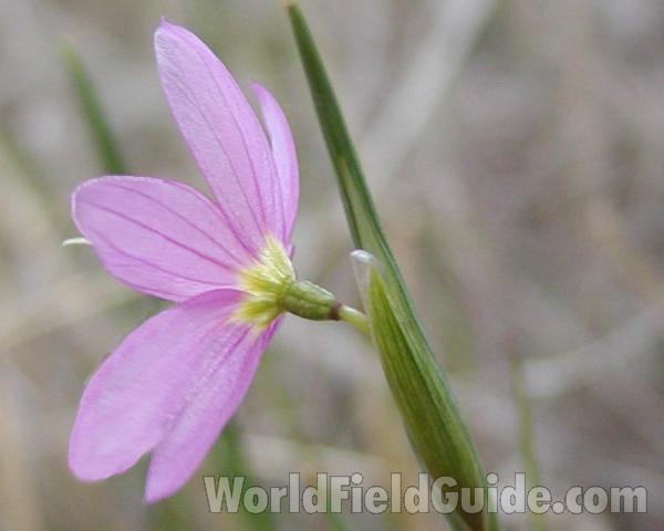 Flower - Sdie View<br>(Location of Picture: Spokane, Washington, USA)