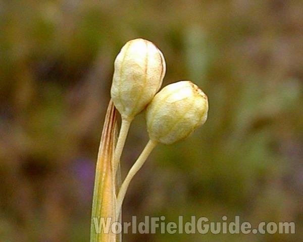 Seed Head<br>(Location of Picture: Spokane, Washington, USA)