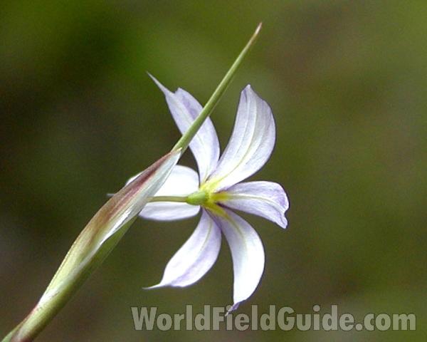 Flower - Back View<br>(Location of Picture: Blue Lake, Washington, USA)