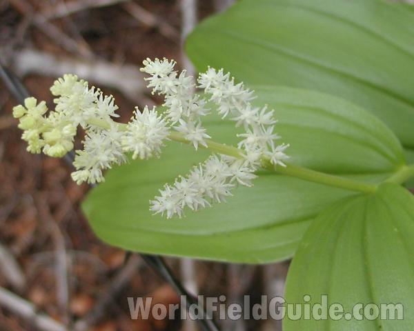Top Of Plant<br>(Location of Picture: Conconully, Washington, USA)