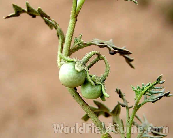 Fruit<br>(Location of Picture: Big Goose, Washington, USA)