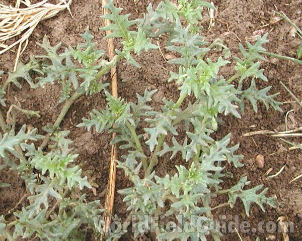 Leaves<br>(Location of Picture: Big Goose, Washington, USA)