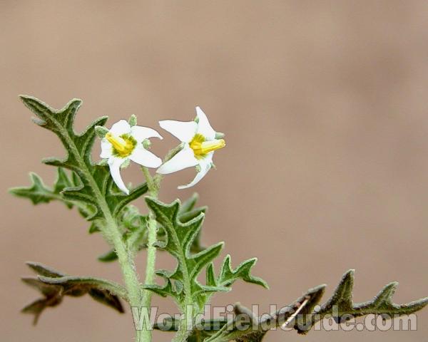 Flowers<br>(Location of Picture: Big Goose, Washington, USA)