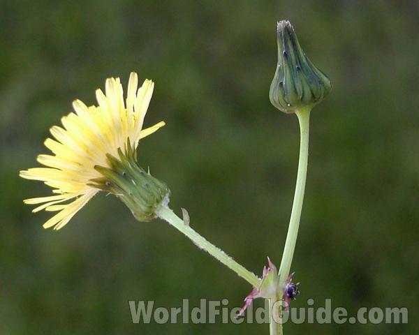 Flower Side and Bud<br>(Location of Picture: Okanogan, Washington, USA)