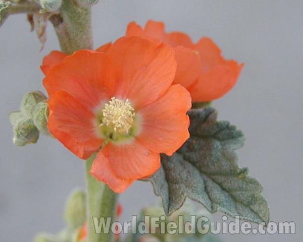 Flower<br>(Location of Picture: Okanogan, Washington, USA)