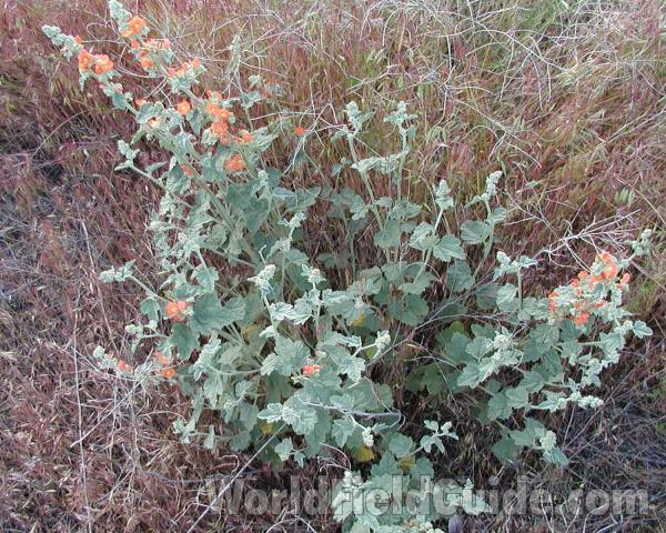 Habitat<br>(Location of Picture: Okanogan, Washington, USA)
