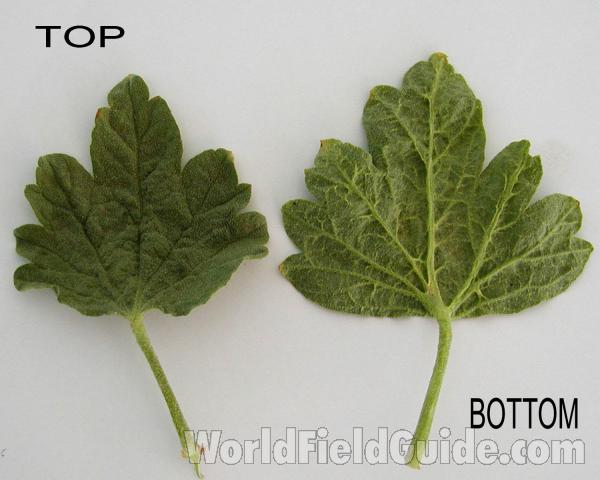 Leaves<br>(Location of Picture: Okanogan, Washington, USA)