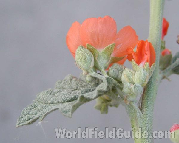 Flower Back View and Leaf<br>(Location of Picture: Okanogan, Washington, USA)