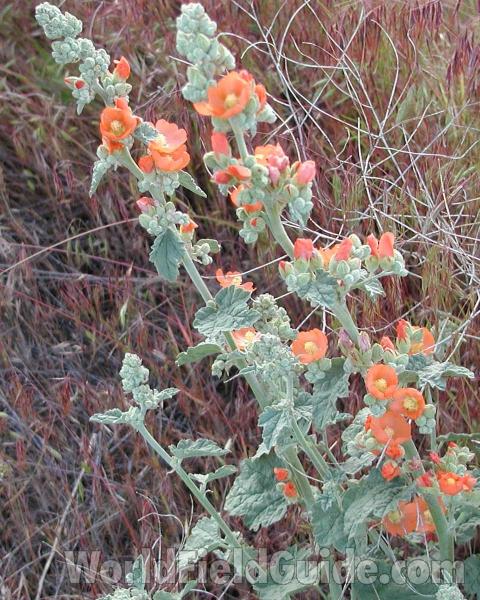 Top Of Plant<br>(Location of Picture: Okanogan, Washington, USA)
