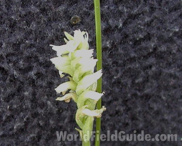 Flowers<br>(Location of Picture: Conconully, Washington, USA)