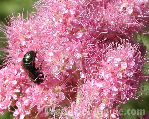 Flowers<br>(Location of Picture: Cascade Mountains, Washington, USA)