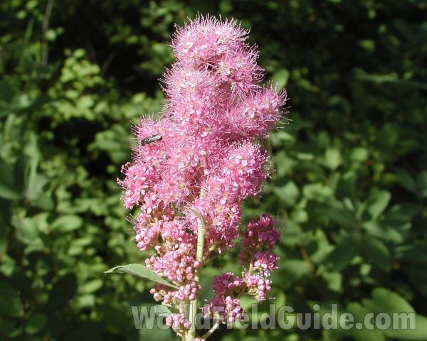 Top Of Plant<br>(Location of Picture: Cascade Mountains, Washington, USA)