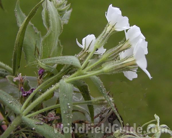 Flower Side View and Leaves<br>(Location of Picture: Conconully, Washington, USA)