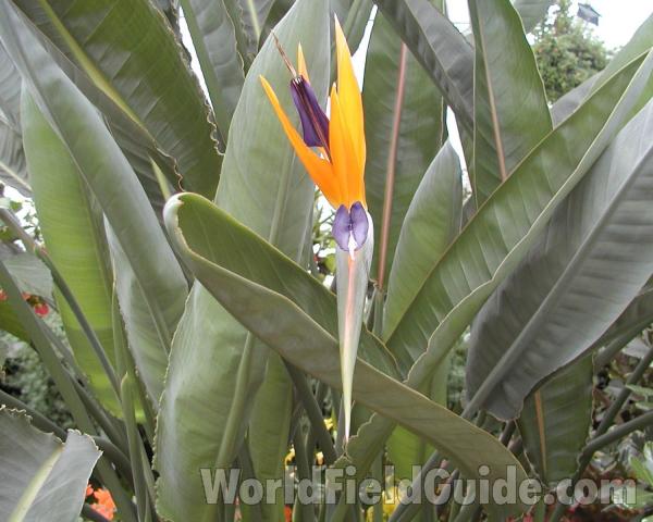 Leaves and Flower<br>(Location of Picture: Manito Garden, Washington, USA)