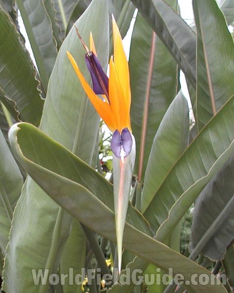 Leaves and Flower<br>(Location of Picture: Manito Garden, Washington, USA)
