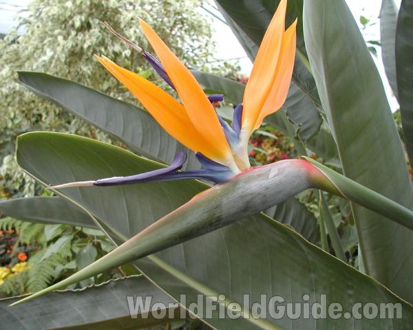 Flower<br>(Location of Picture: Manito Garden, Washington, USA)