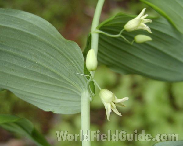 Leaf<br>(Location of Picture: Cascade Mountains, Washington, USA)
