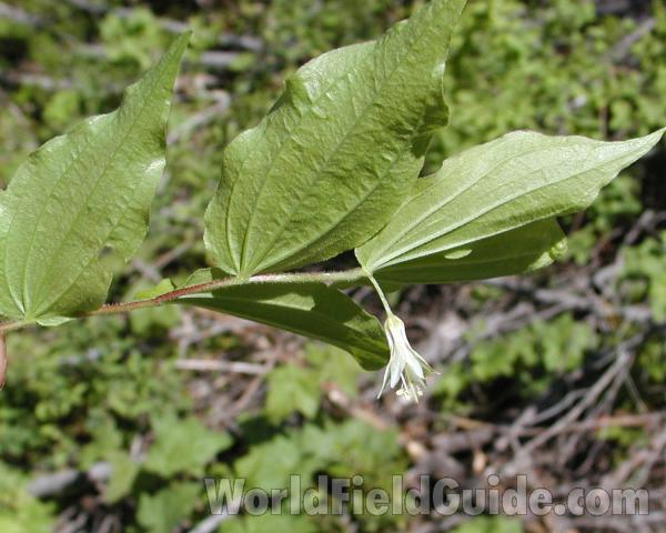 Top Of Plant<br>(Location of Picture: Cascade Mountains, Washington, USA)