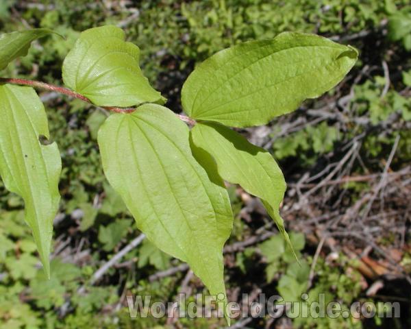 Top Of Plant<br>(Location of Picture: Cascade Mountains, Washington, USA)