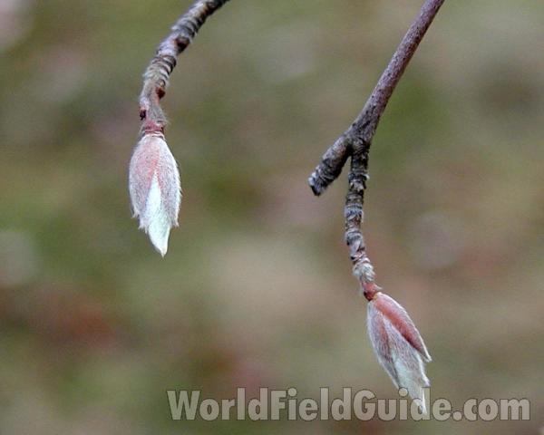 Bud<br>(Location of Picture: Garden, Spokane, Washington, USA)