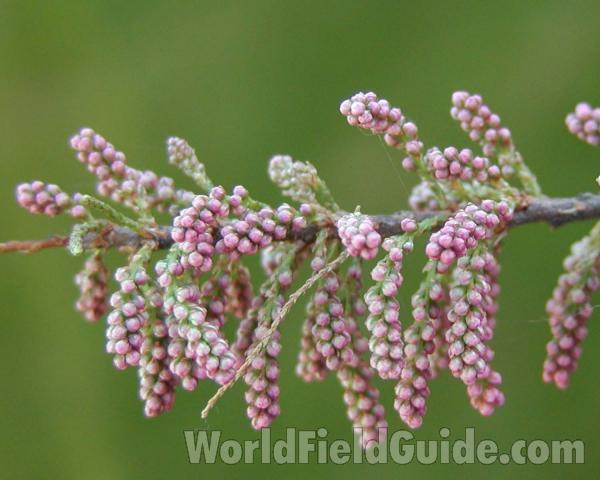 Buds<br>(Location of Picture: Okanogan, Washington, USA)