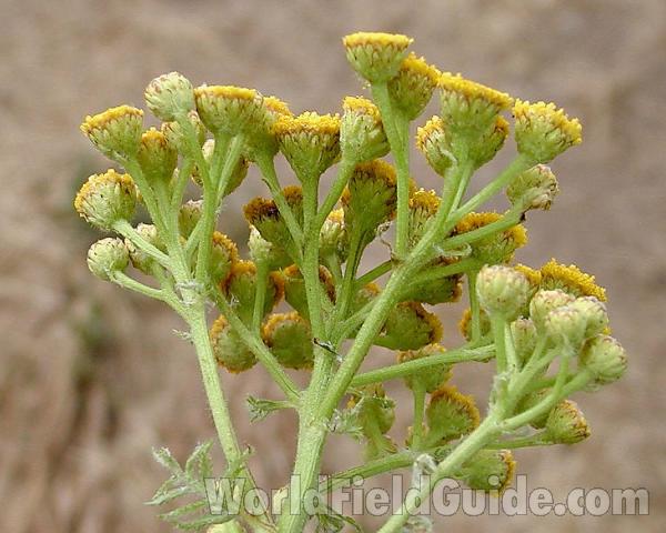 Top Of Plant - Side View<br>(Location of Picture: Winthrop, Washington, USA)