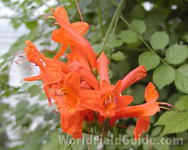 Flowers<br>(Location of Picture: Manito Garden, Washington, USA)