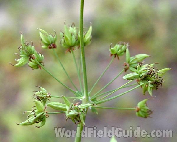 Seeds<br>(Location of Picture: Conconully, Washington, USA, 2003)