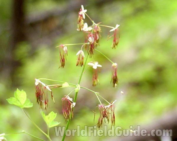 Flowers<br>(Location of Picture: Conconully, Washington, USA, 2003)