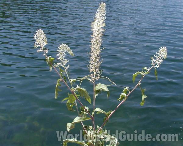 Top Of Plant<br>(Location of Picture: Coulee Dam, Washington, USA)
