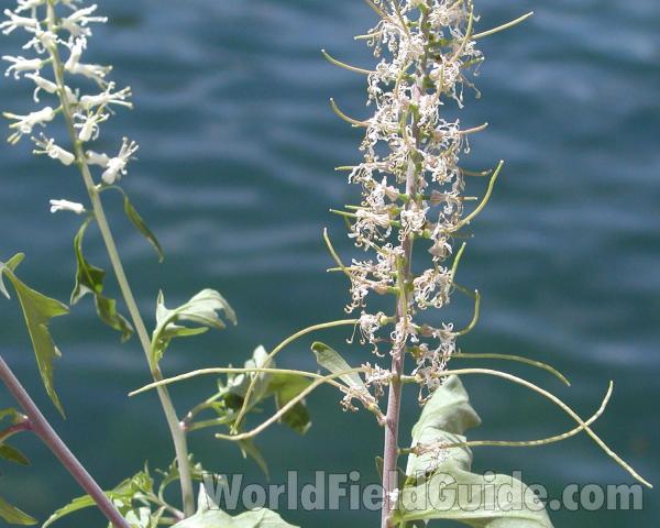 Close View<br>(Location of Picture: Coulee Dam, Washington, USA)