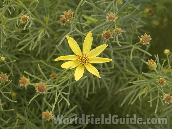 Top Of Plant in  Bloom<br>(Location of Picture: Columbia River, Wa, USA, 2007)<br>(Location of Picture: Okanogan, Washington, USA)<br>(Location of Picture: Okanogan, Washington, USA)