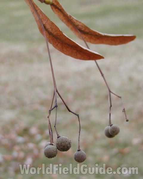 Seeds<br>(Location of Picture: Ornamental,spokane, Washington, USA)