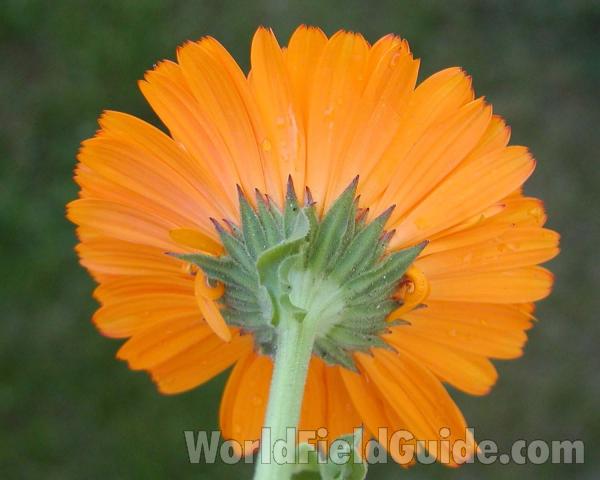 Flower - Back View<br>(Location of Picture: Manito Garden, Washington, USA)