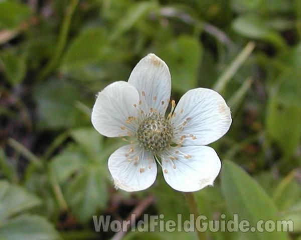 Flower<br>(Location of Picture: Cascade Mountains, Washington, USA)